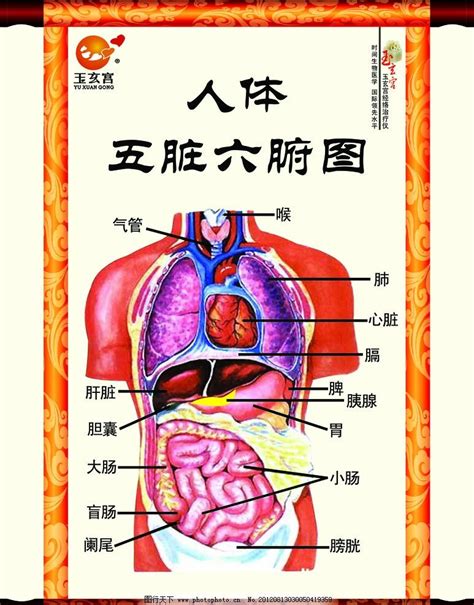 身体部位|人体图五脏的位置图分布图 (人体结构解剖图)